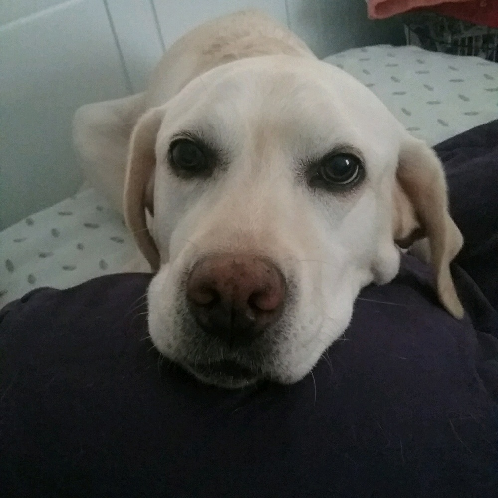 Meet your Posher, Audrey